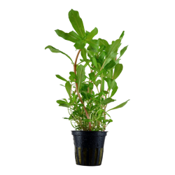 Ammannia Crassicaulis/15см