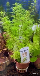 Myriophyllum mattogrossense/15см