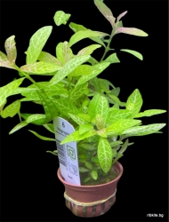 HYGROPHILA POLYSPERMA ROSANERVIG