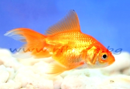 Червена Златна риба
