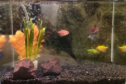 Пълен комплект мини аквариум с цветни тернеции-15литра