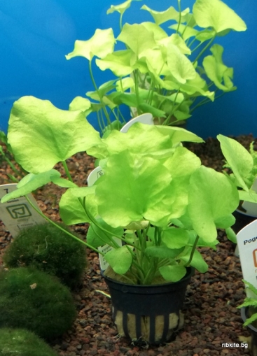 NYMPHOIDES HYDROPHYLLA TAIWAN