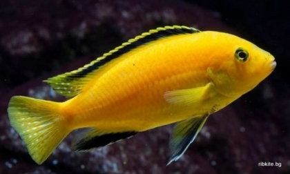 Лабидохромис Каерулеус/Labidochromis Caeruleus/