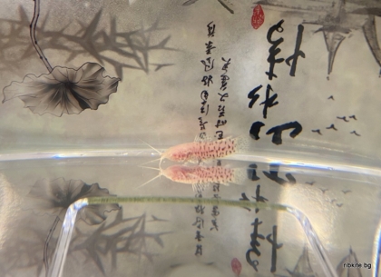 КАЛИХТ АЛБИНОС/HOPLOSTERNUM THORACATUM/