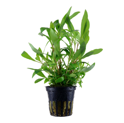 HYGROPHILA CORYMBOSA SIAMENSIS 53B