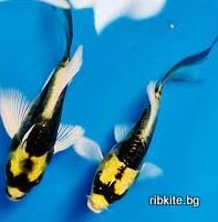 Кои Maya воално / Cyprinus carpio/