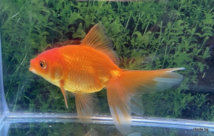 Червена златна риба 7-8см