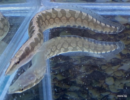 Mastacembelus Armatus