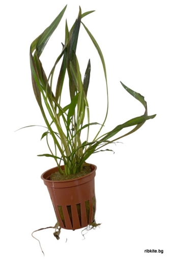 Cryptocoryne spiralis'Red"- 