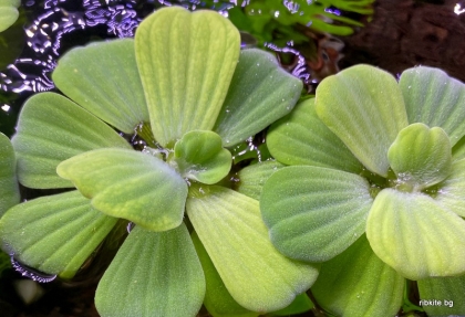 ПИСТИЯ/PISTIA STRATIOTES