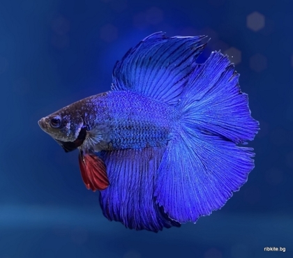 Бета Double Tail