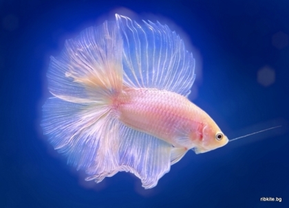 Бета Double Tail
