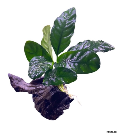 Естествен мангров корен с анубиас Coffeifolia