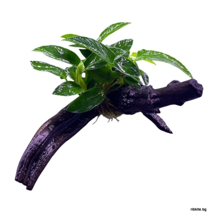 Естествен корен азалия с анубиас Gracilis