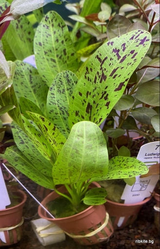 ECHINODORUS OZELOT GREEN