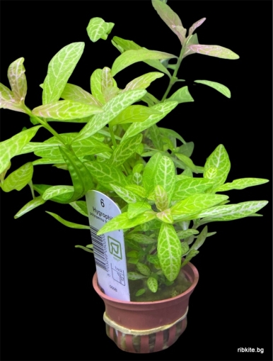 HYGROPHILA POLYSPERMA ROSANERVIG