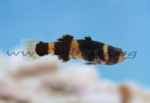 Bumble Bee Goby