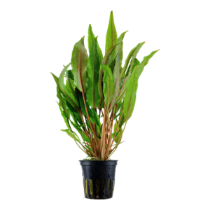 Криптокорина Undulata broad leaves