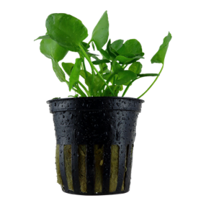 NYMPHOIDES HYDROPHYLLA TAIWAN