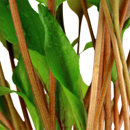 Криптокорина Undulata broad leaves
