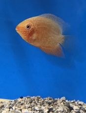 Red Spotted Golden Severum