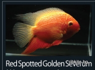 Red Spotted Golden Severum