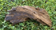 Естествен корен от мангрово дърво