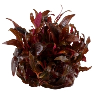 ALTERNANTHERA REINECKLI MINI