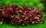ALTERNANTHERA REINECKLI MINI