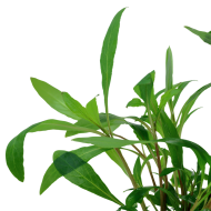 HYGROPHILA CORYMBOSA SIAMENSIS 53B