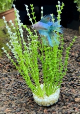 Декоративно растение за аквариум SYDECO