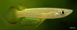 Aplocheilus lineatus gold