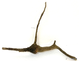 Естествен корен от азалия