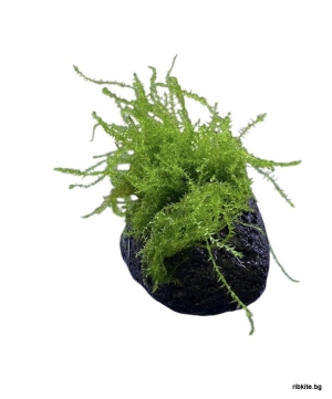 Естествен камък с Leptodictyum riparium