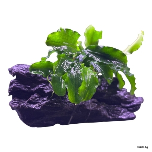 Естествен мангров корен с  Bucephalandra Pygmaea "Bukit Kelam"