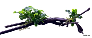 Естествен корен азалия с Bucephalandra Pygmaea "Bukit Kelam"  