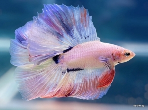 Бета Double Tail