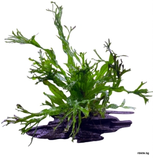 Естествен корен азалия с Microsorum pteropus Windelov