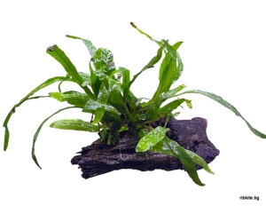 Естествен мангров корен с  Microsorum Pteropus Narrow