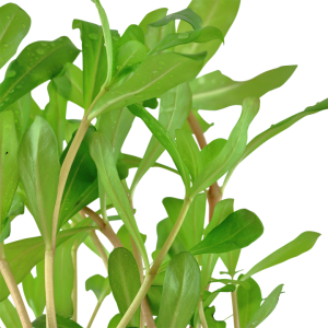 Ammannia Crassicaulis/15см